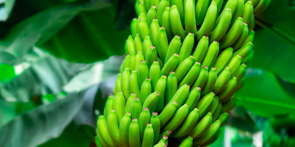 Banana